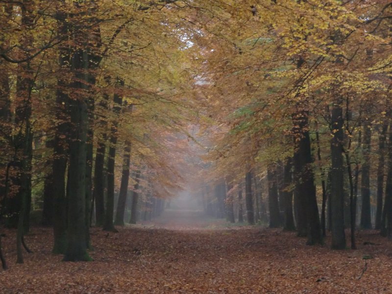 Wilseder Berg 1 2010 072